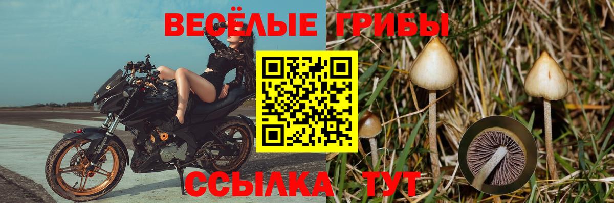 Псилоцибиновые грибы ЛСД  Псилоцибиновые грибы мицелий  Вход с VPN  продажа наркотиков  Вольск 